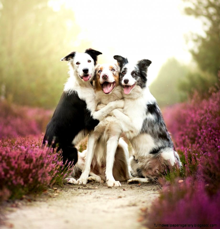 Funny Dog Friends iPad Wallpaper Download  iPhone Wallpapers