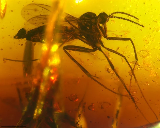Gnat in Amber Raises Questions About India’s Tectonic History