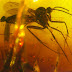 Gnat in Amber Raises Questions About India’s Tectonic History