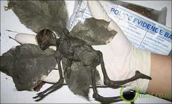 Lima Mahluk Misterius & Menyeramkan yang Memiliki Muka Mirip Manusia Lima Mahluk Misterius & Menyeramkan yang Memiliki Muka Mirip Manusia