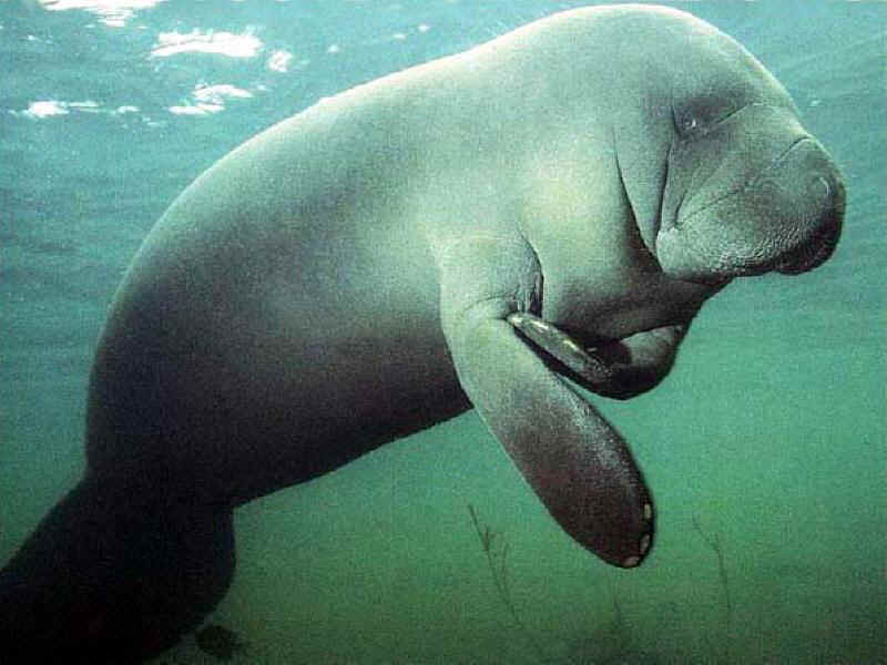 DIASSIS SILVA: ANIMAIS EM EXTINÇÃO NO BRASIL, ALGUNS DELES.