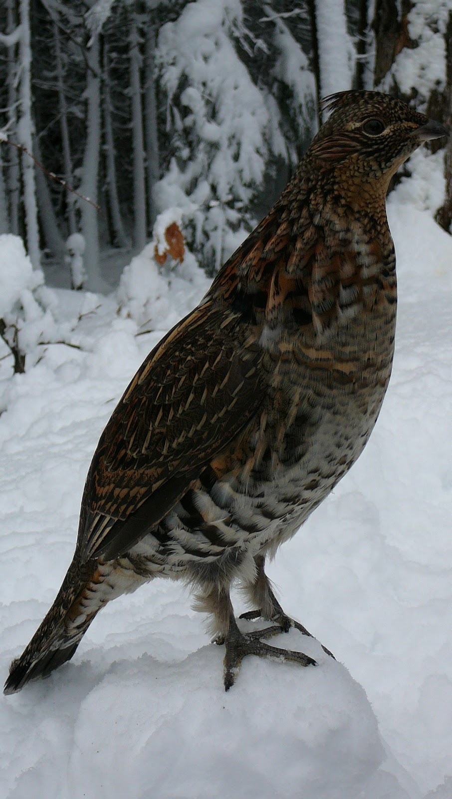 Picture of a ruffed grouse.