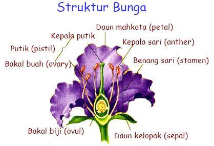 Blog ASLAM MAHMUDI KINGDOM REGNUM PLANTAE Blog ASLAM MAHMUDI KINGDOM REGNUM PLANTAE