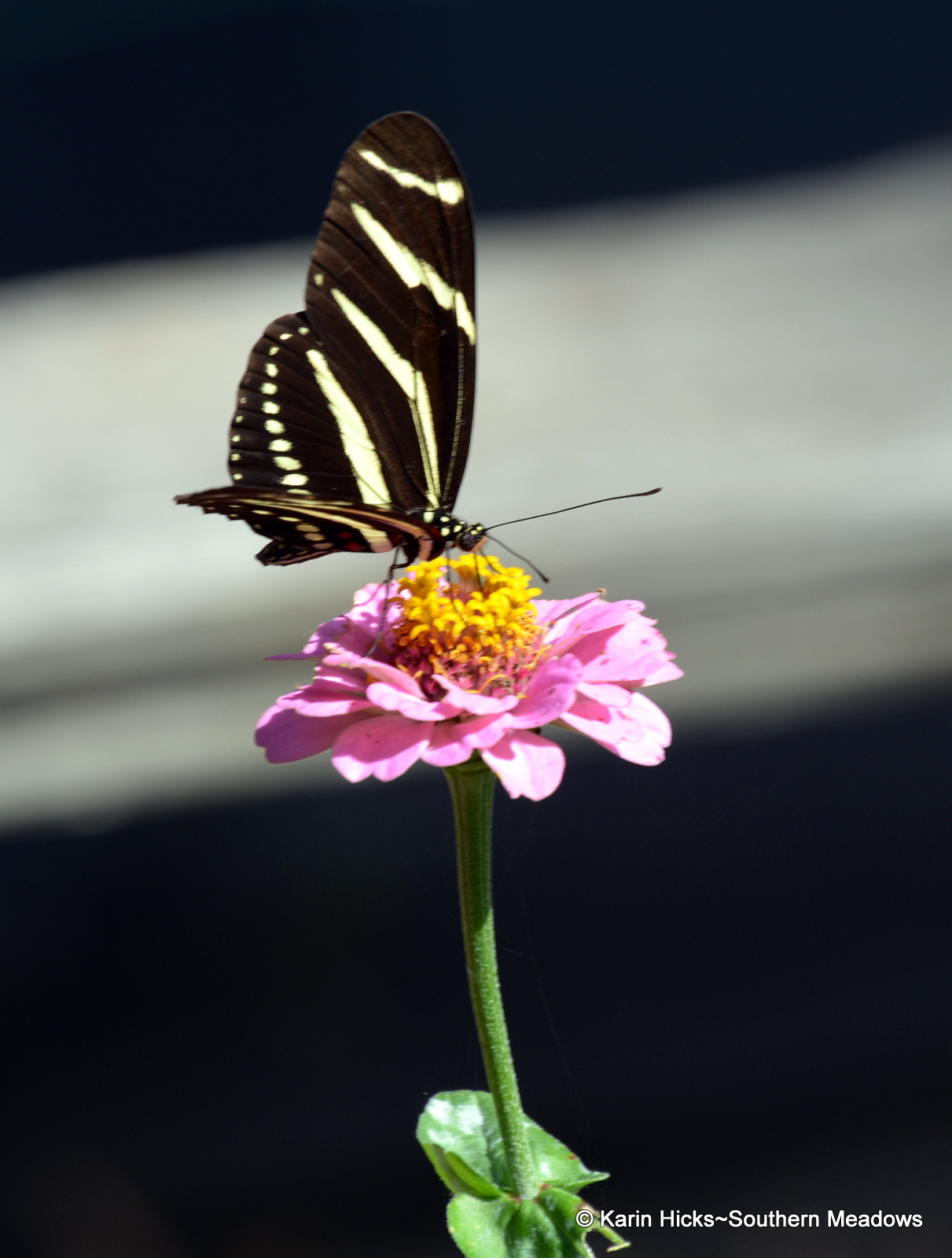 Spotting the Zebra Longwing Butterfly IN OUR NORTH GARDEN