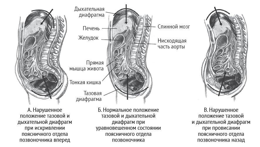 тазовое дыхание. мышцы тазового дна анатомия. мышцы кегеля анатомия. диафрагма и мышцы тазового дна. диафрагма и тазовое дно связь.