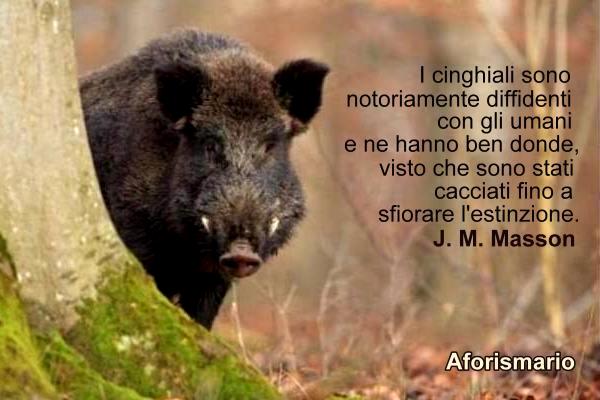 Aforismario Aforismi Frasi E Citazioni Sui Cinghiali