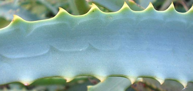 arbustosensevilla-encinarosa: Aloes - Sábila - Acibar
