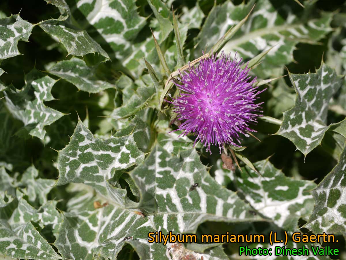 Seeds Silybum Marianum Milk Thistle,Medicinal Plant,Panaschierte Leaves