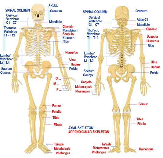 Human anatomy diagram picture ~ Human Anatomy