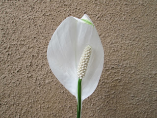 Closer view of peace lily's bloom
