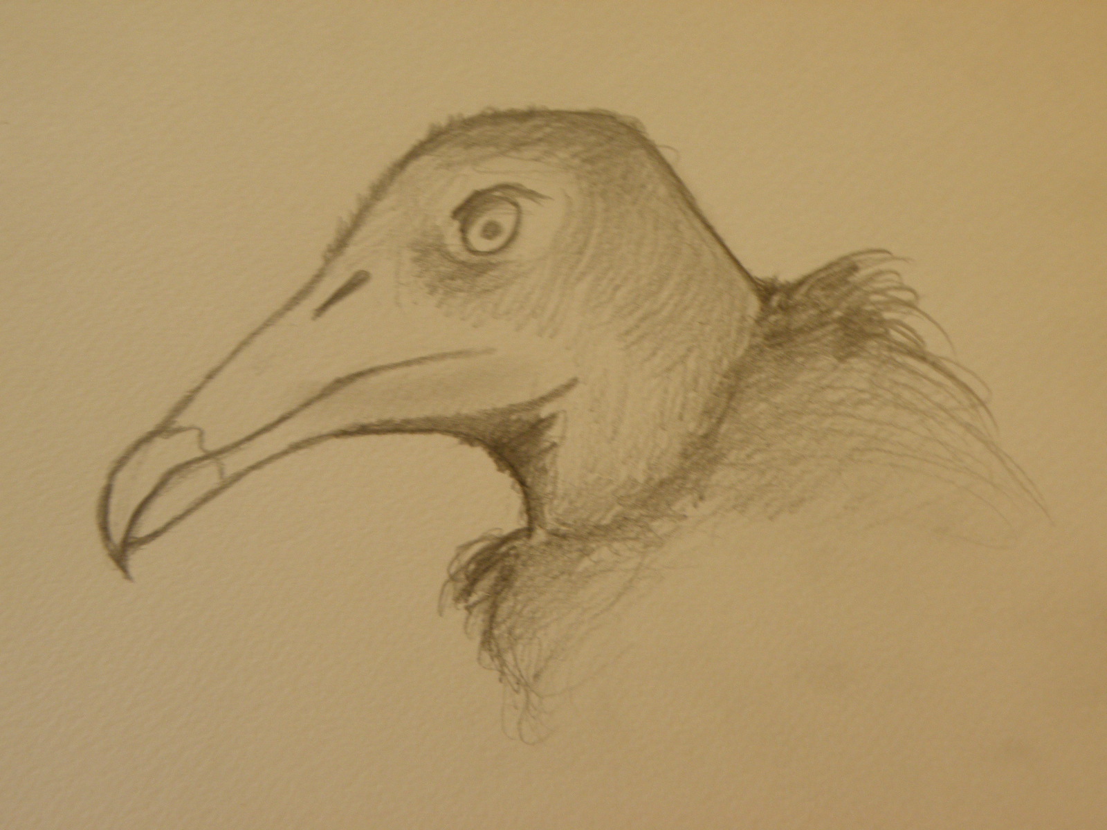 Dibujos De Buitres Para Colorear Paginas Para Imprimir Y Colorear