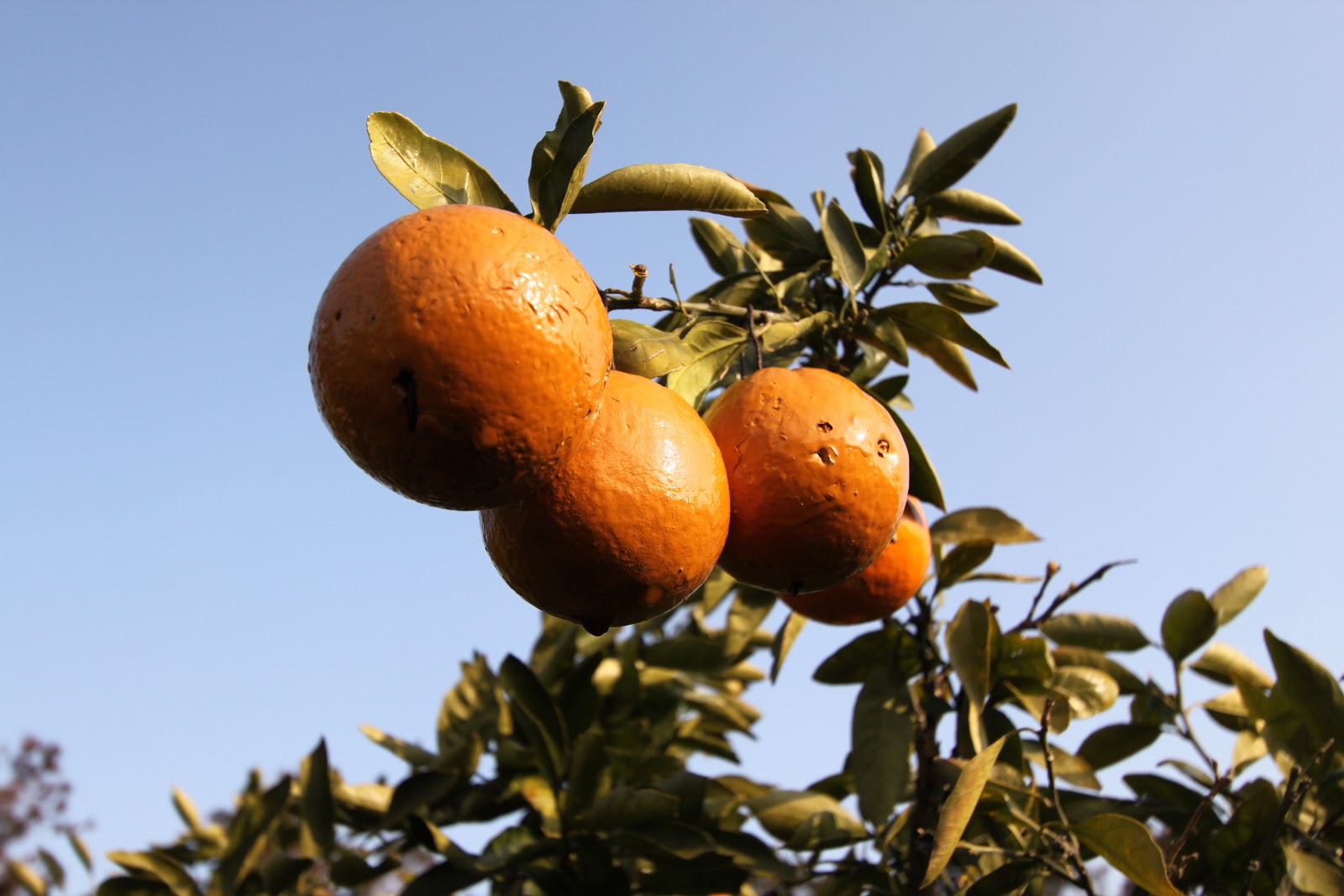 OnionHead's Colorful Life Orange farm in Jeju Island