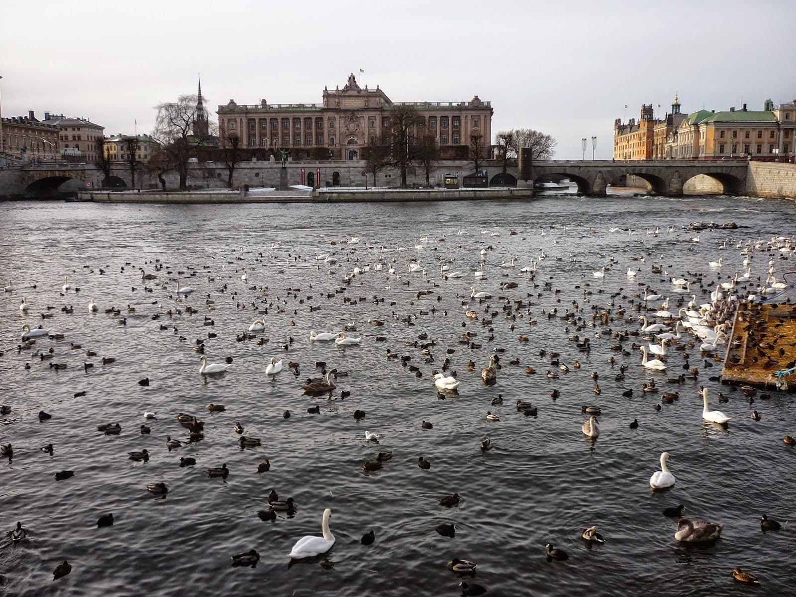 Photo de canards à Stockholm