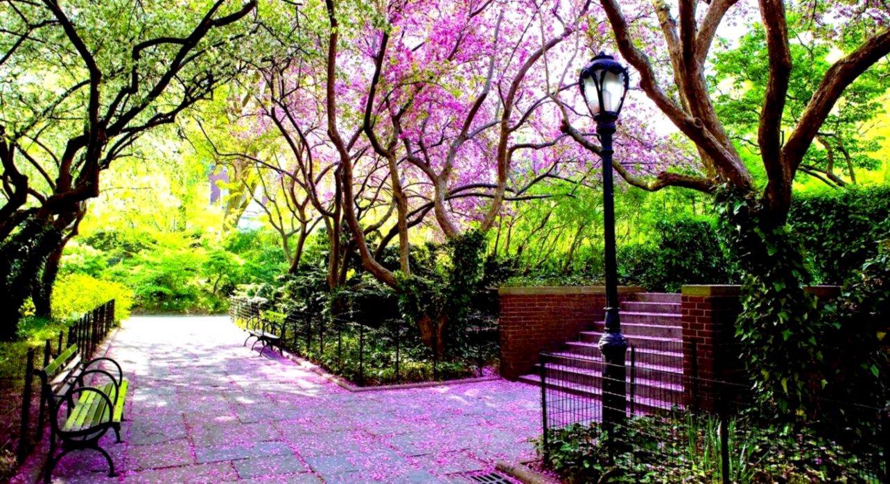 Nature Scenery Benches Green Avenue Hd Wallpaper Desktop