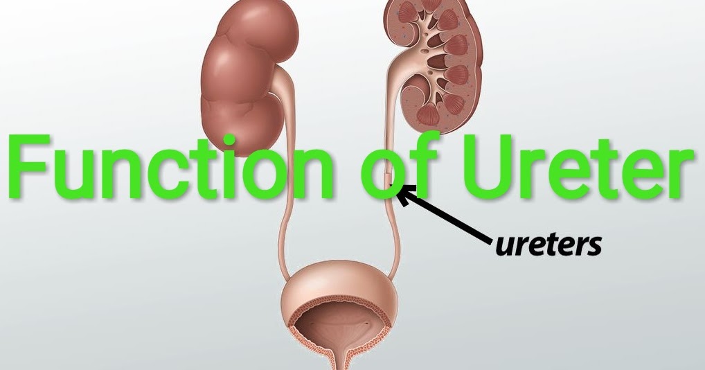 Healthcare & Health solution What is the Main Function of the Ureter