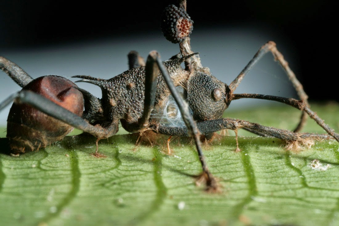 Weird and Wonderful Wild Mushrooms: Diabolical Parasites ...