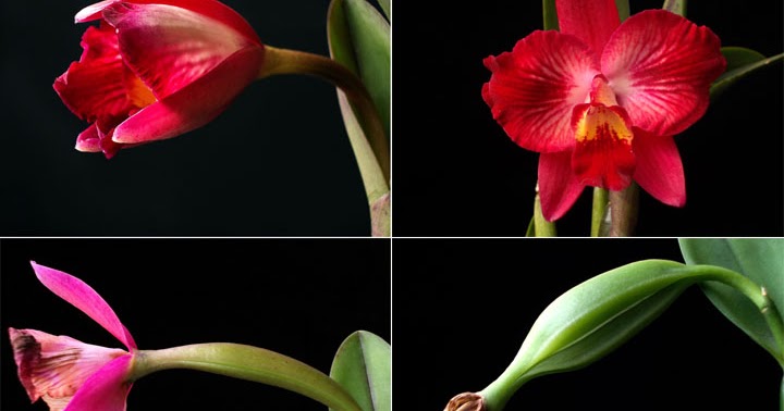 Orquídeas no Apê: Sementes de Orquídeas: Como Plantar