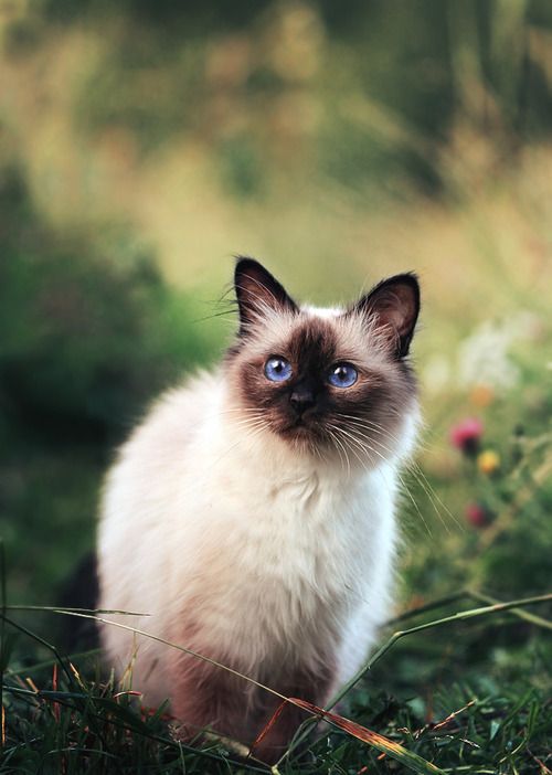 The Breeds World 8 Most Affectionate Cat Breeds