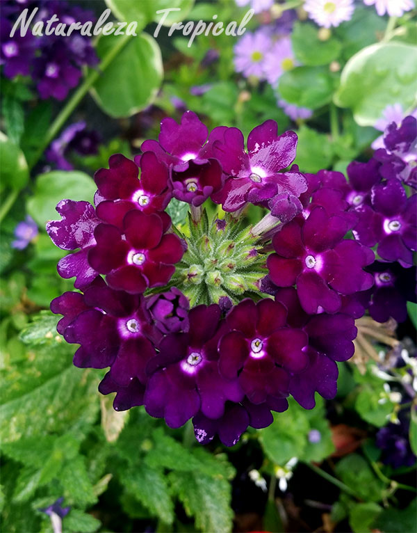 Variedad morada oscura de las flores de una verbena