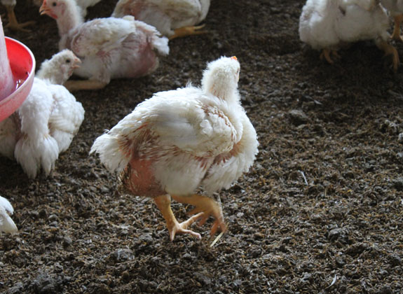 Kenapa Ayam Broiler Mati Mendadak