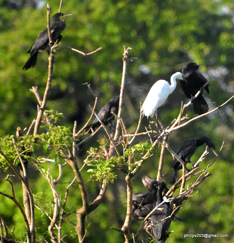 photosofbirdsofsrilanka Egrets and Cormorants at Wasgamuwa National
