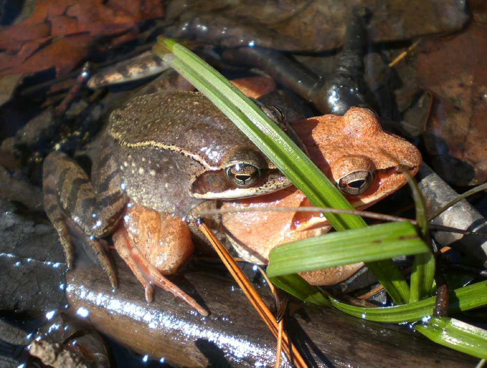Woods Walks and Wildlife They're back! Wood Frog reproduction, part 2