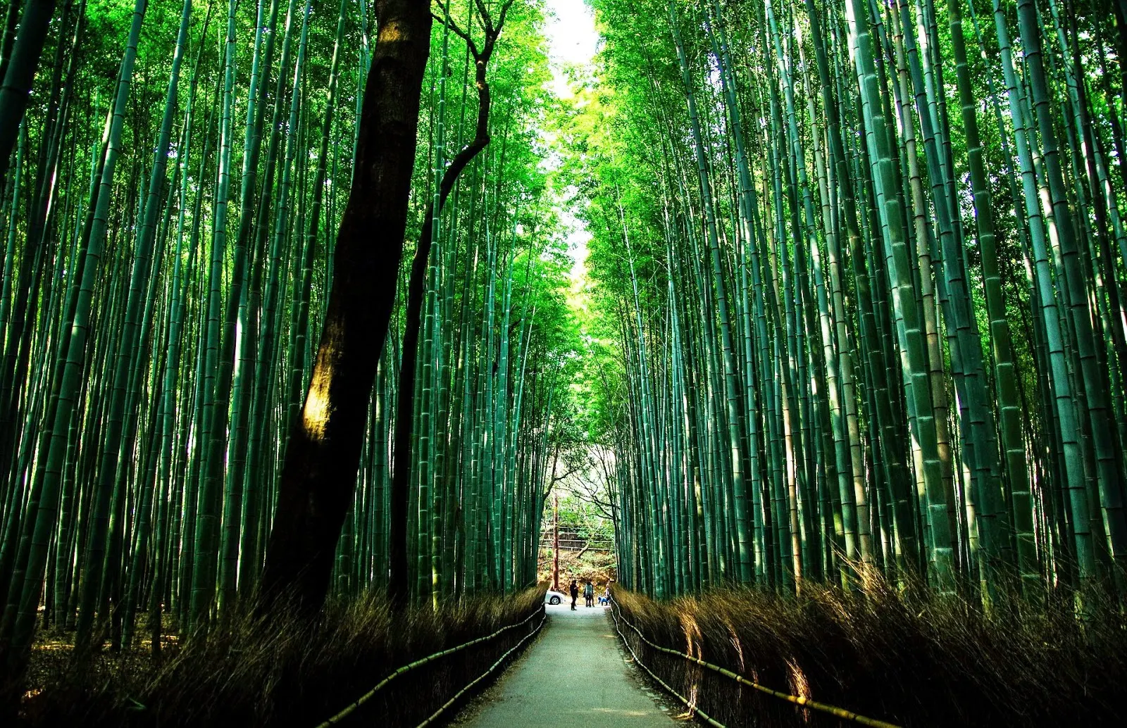 京都-京都景點-推薦-嵐山-Arashiyama-京都自由行-京都觀光景點-一日遊-京都旅遊-市區-京都必去景點-京都好玩景點-行程-京都必遊景點-日本-Kyoto-Tourist-Attraction