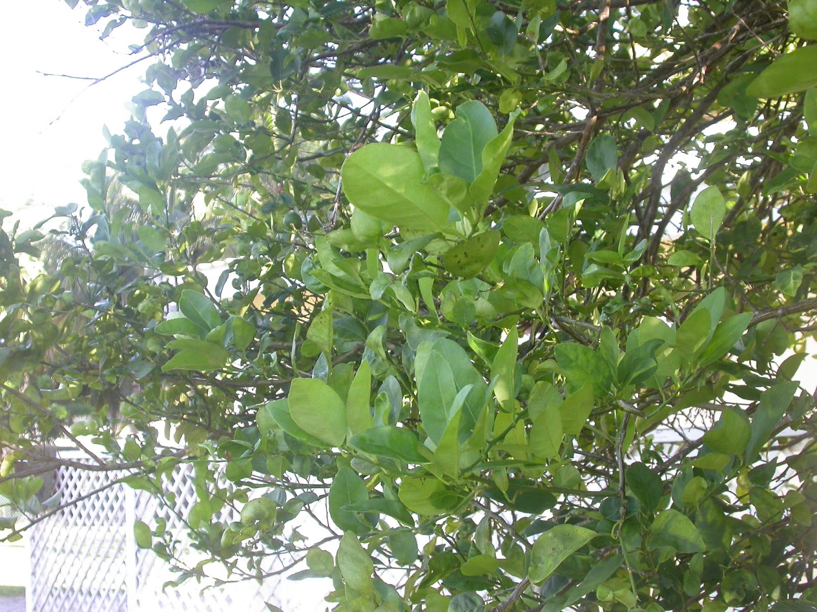 Lime Barbados