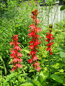 Cardinal flower Lobelia cardinalis by garden muses-not another Toronto gardening blog