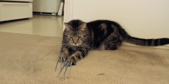 Wow, Tak Disangka Kucing Ini Punya Cakar Setajam Wolverine X-Men!