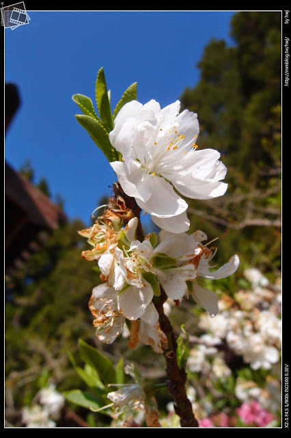 2013-03-23 梅峰農場 春之饗宴 台大森林實驗林_這應該就是白桃花了吧？