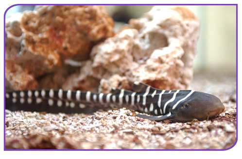 Finformation: Zebra Shark