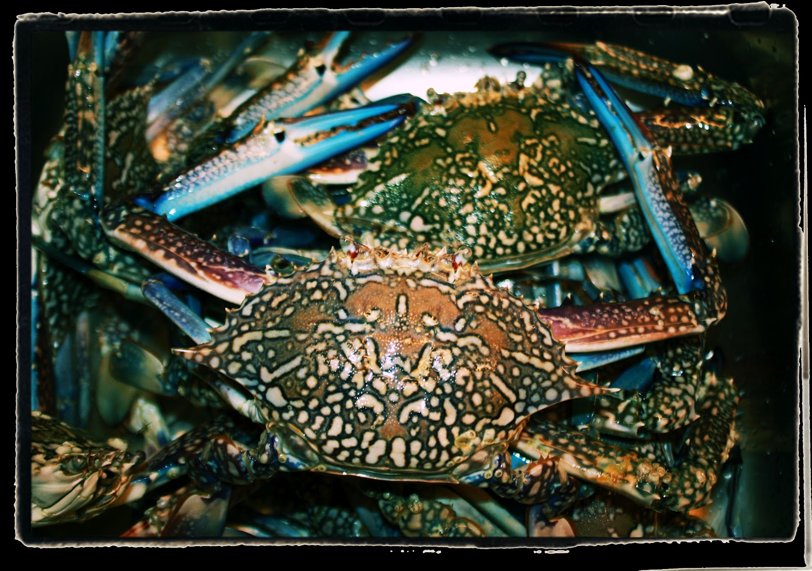 The Traveler... l âme du voyage Kuwait Arabian Gulf Crabs a Necklace