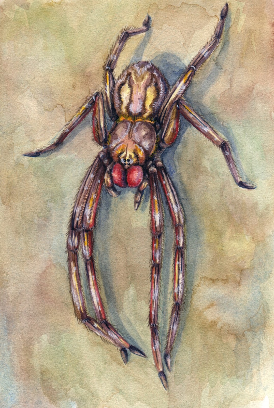 Download Brazilian Wandering Spider PNG