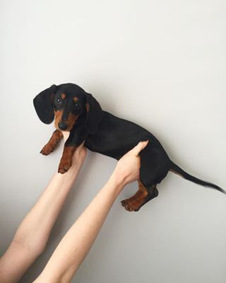 Sausage Dog Personality and behaviour