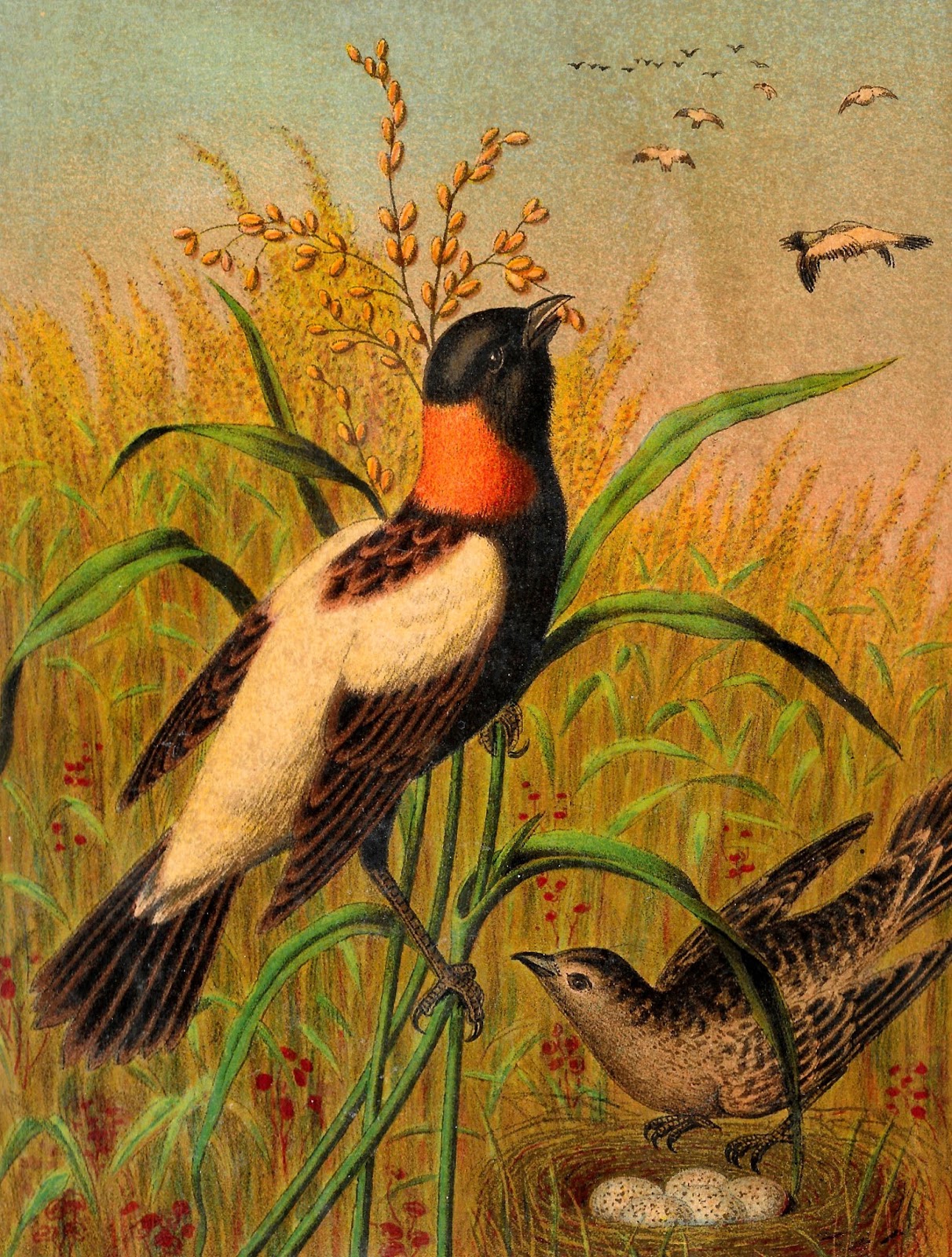 Antique Images Antique Bird Prints Nests Old Artwork Illustration