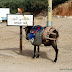 Donkeys' great roles in Morocco