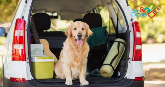 Regras de trânsito para o transporte de animais no carro Regras de trânsito para o transporte de cães no carro