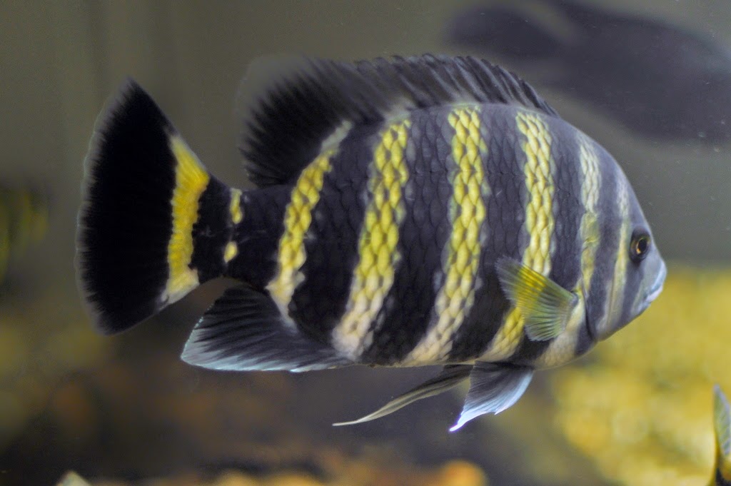 Tibia Fish setting up your first fish tank(freshwater) ~ Fishing Kims