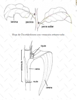 BIOLOGIA VEGETAL II (PLANTAS VASCULARES)