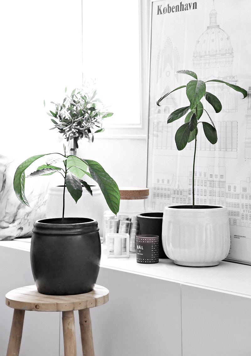 tangerine tree growth rate tangerine tree growth rate