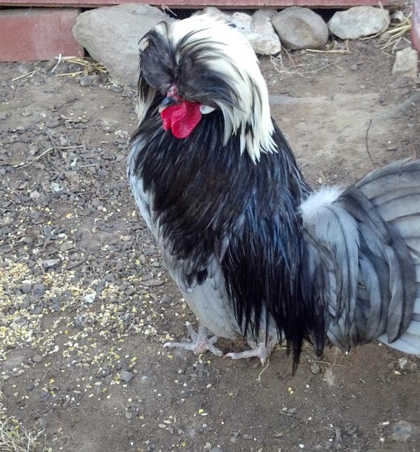 Chicken Polish Frizzle Bantam Pets