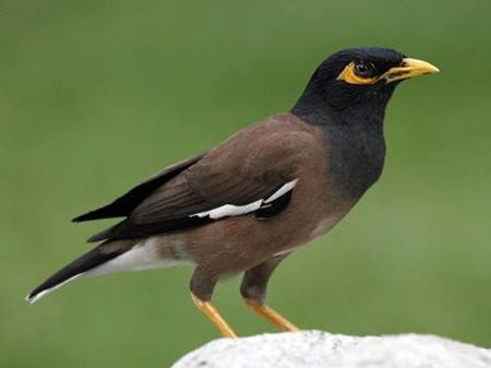 10 Cara Membedakan Burung Jalak Nias Jantan Dan Betina Akurat