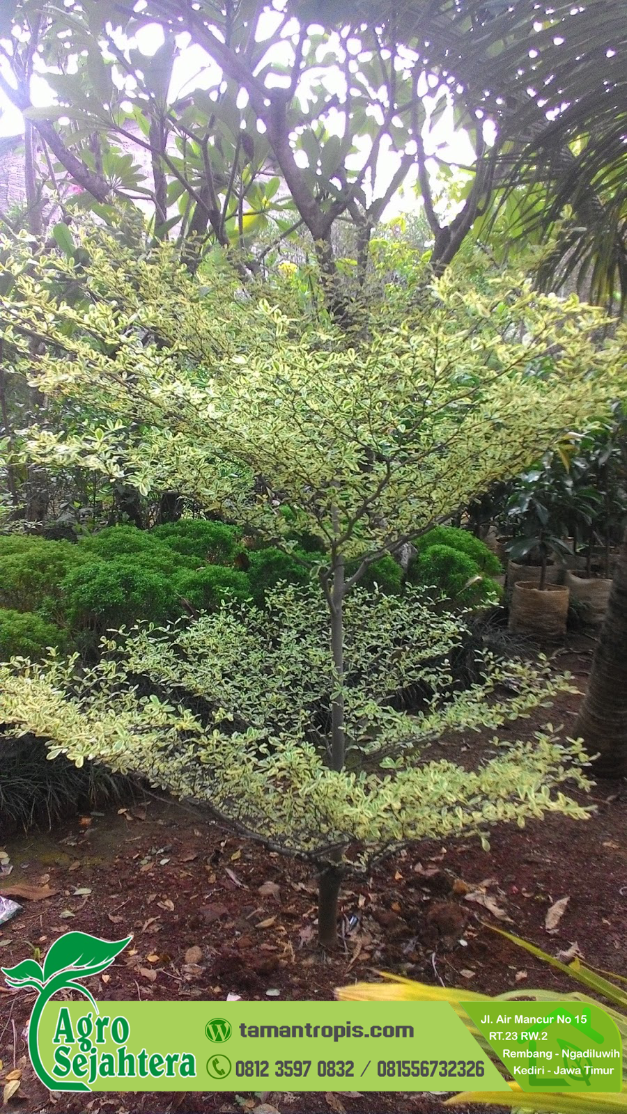 Akar Pohon Ketapang Merusak