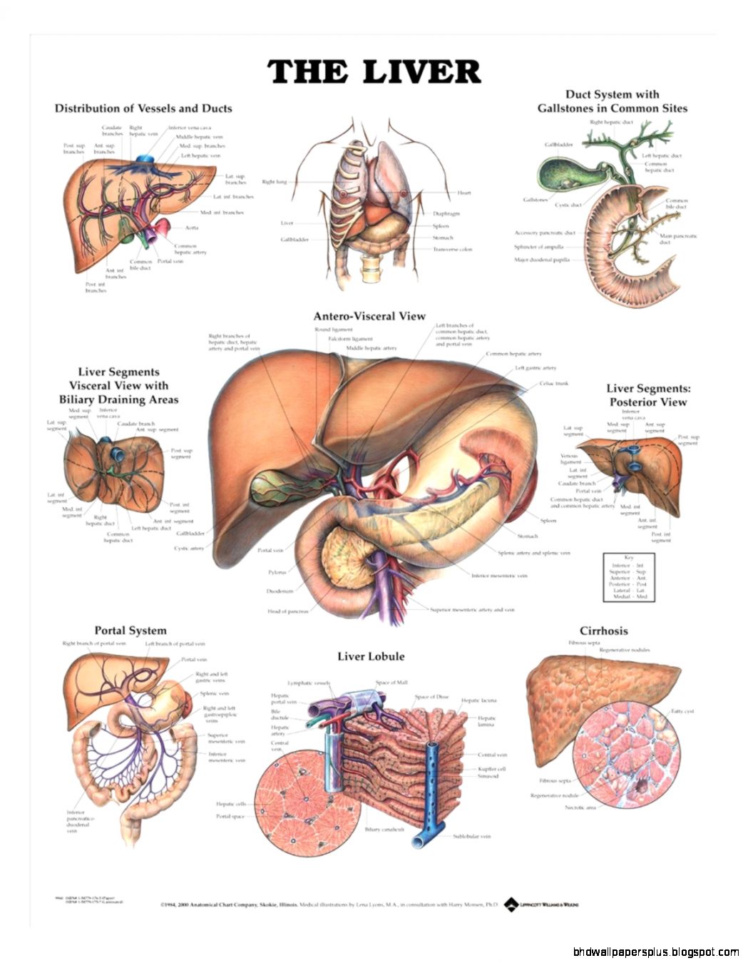 Human Liver Anatomy