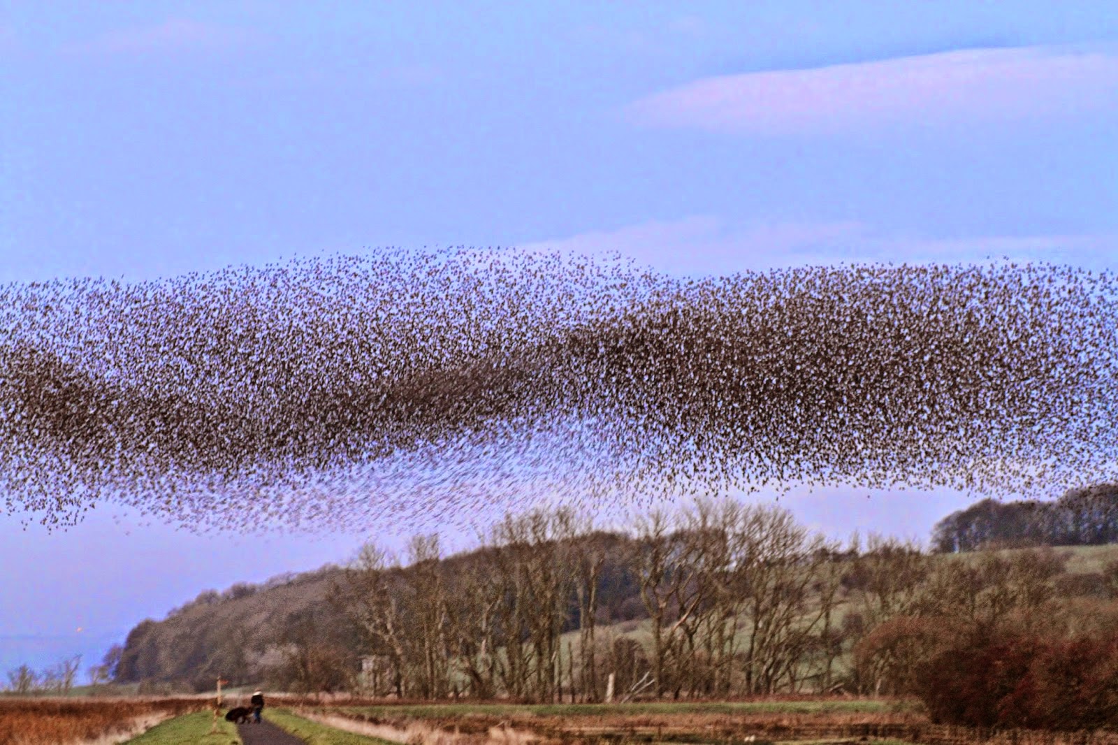 Starling Murmurations