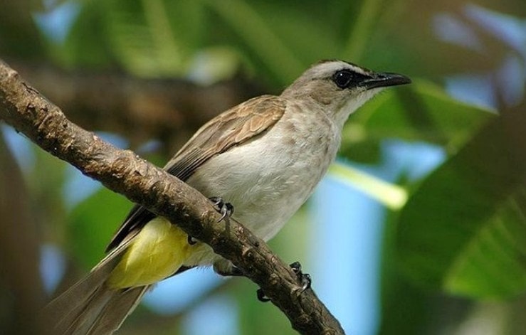 Download Suara Burung Blackthroat Mp3 Gacor Untuk Masteran Durasi