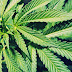 Sejarah Penyebaran Marijuana di Dunia