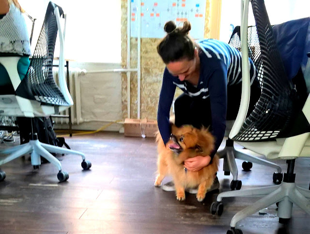 Barney the pomeranian goes to work with his dad