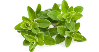 marjoram seo fb فوائد و أضرار البردقوش